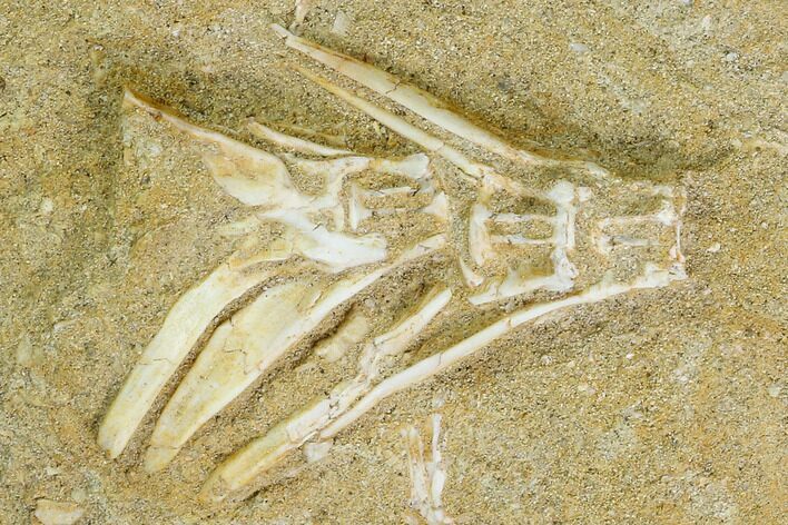 Cretaceous Fossil Fish Vertebrae In Rock - Morocco #111563